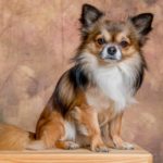 Как ухаживать за шерстью щенка - Блог SUPERPET