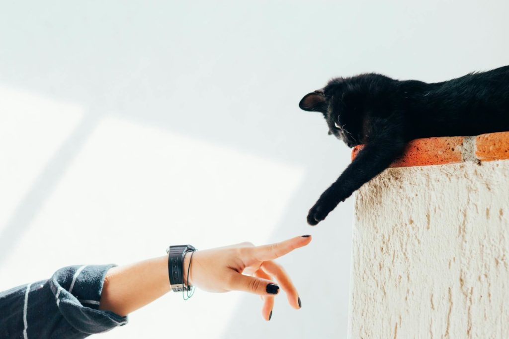 humberto arellano n g2sqdy9qy unsplash 1 Как воспитывать котёнка - Блог SUPERPET