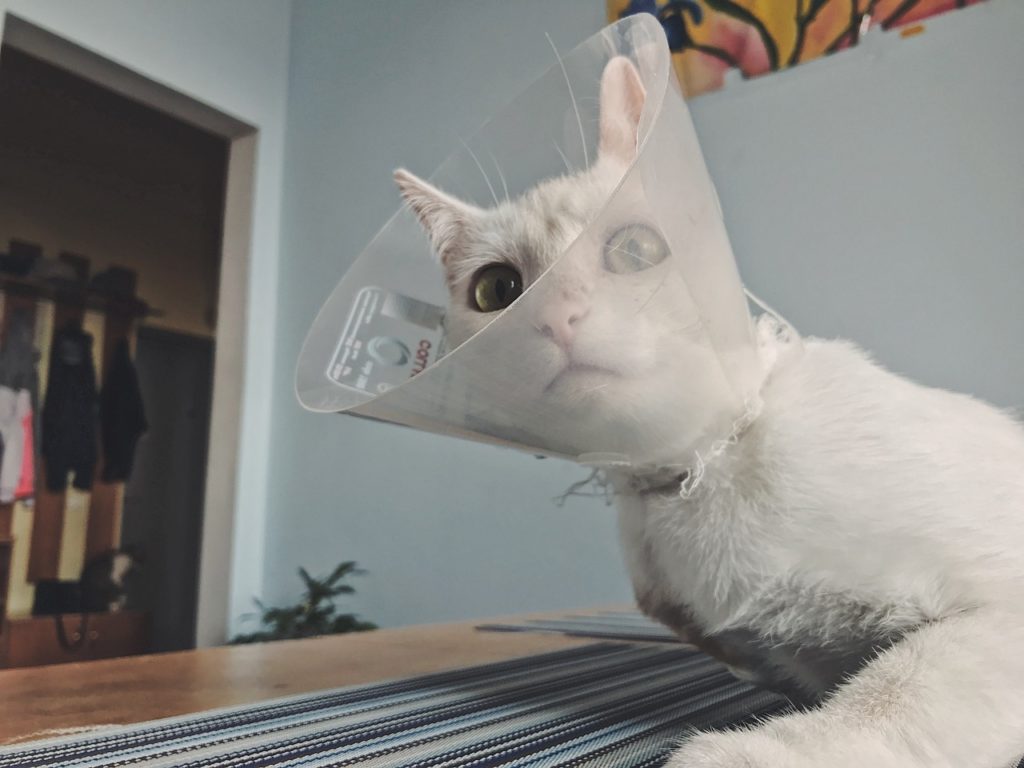 image 5960723 1280 Как правильно сделать укол кошке - Блог SUPERPET