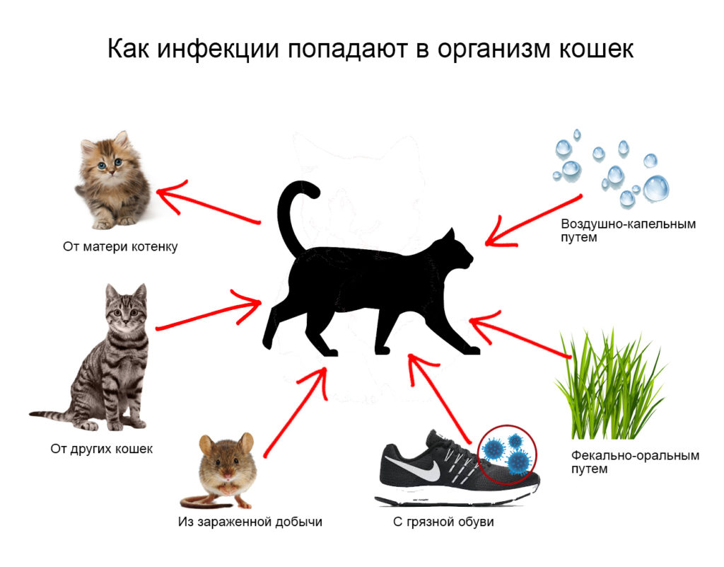 infections Инфекции верхних дыхательных путей у кошек - Блог SUPERPET