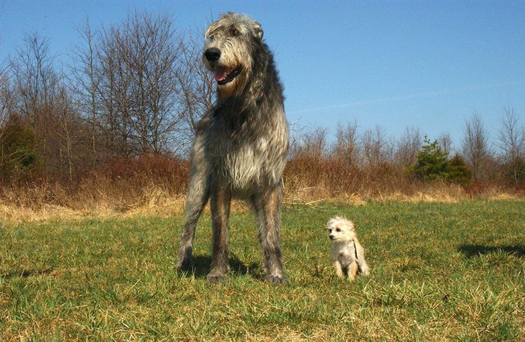 irish wolfhound 85578 1280 1 Какие породы собак самые крупные - Блог SUPERPET