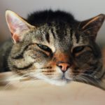 Почему кошку вырвало после еды - Блог SUPERPET