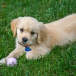 Обучение и игры со щенком - Блог SUPERPET