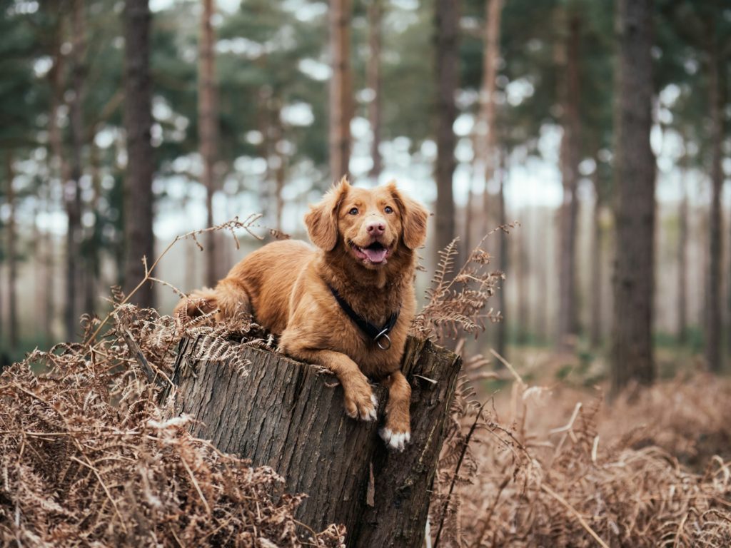 jamie street zww7zqo5 lo unsplash 1 О кислотности желудочного сока, переваривании костей и сальмонелле - Блог SUPERPET