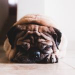 Ожирение у собаки: чем опасен лишний вес и как с ним бороться - Блог SUPERPET