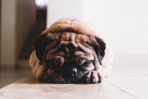 Ожирение у собаки: чем опасен лишний вес и как с ним бороться - Блог SUPERPET