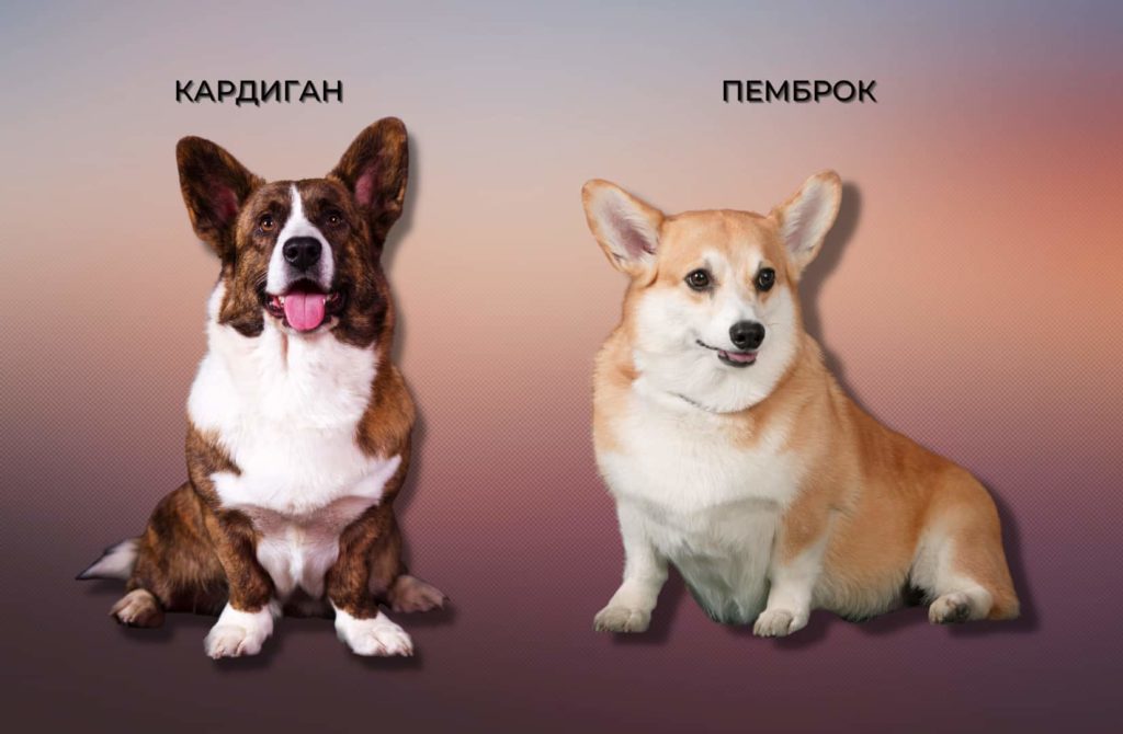 kardigan отличие корги кардиган и пемброк заключается в окрасе и размере