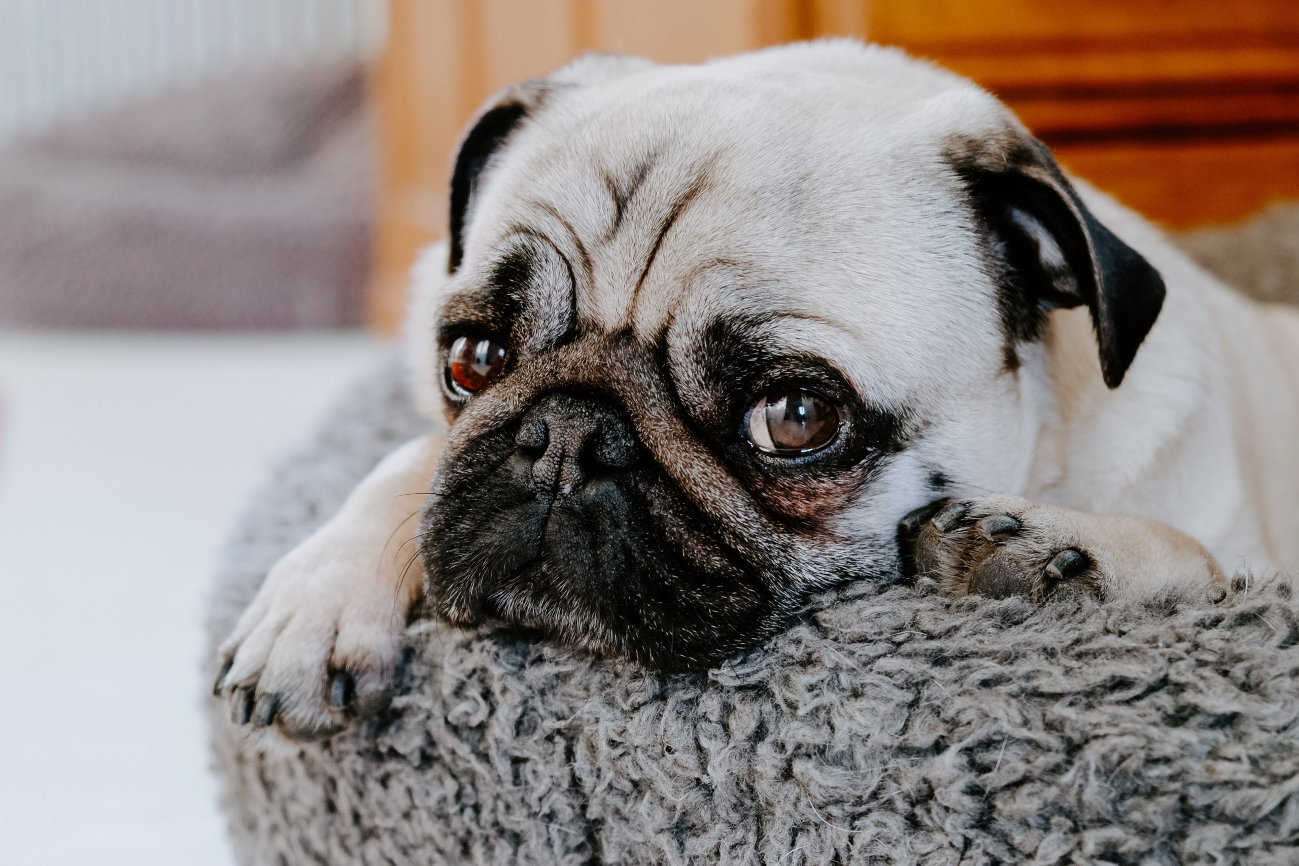 karin hiselius fhtlqv6z bi unsplash scaled Какую собаку выбрать для жизни в городе - Блог SUPERPET