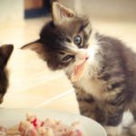 Что влияет на иммунитет кошек и собак - Блог SUPERPET