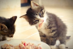 Что влияет на иммунитет кошек и собак - Блог SUPERPET