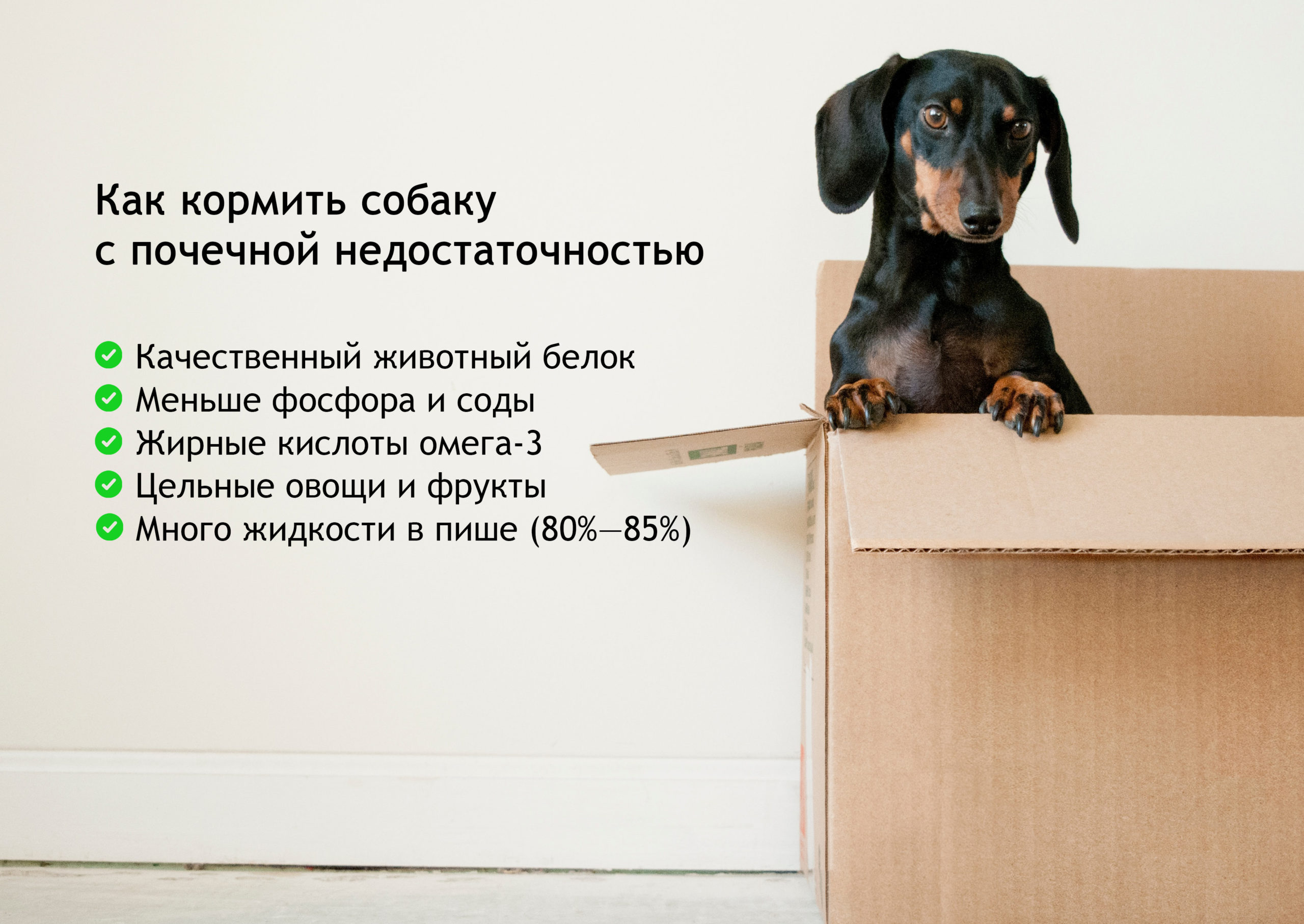 kidney2 scaled Как кормить собак с почечной недостаточностью - Блог SUPERPET