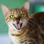 Зубы у котят: когда появляются и как меняются - Блог SUPERPET