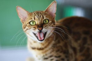 Зубы у котят: когда появляются и как меняются - Блог SUPERPET
