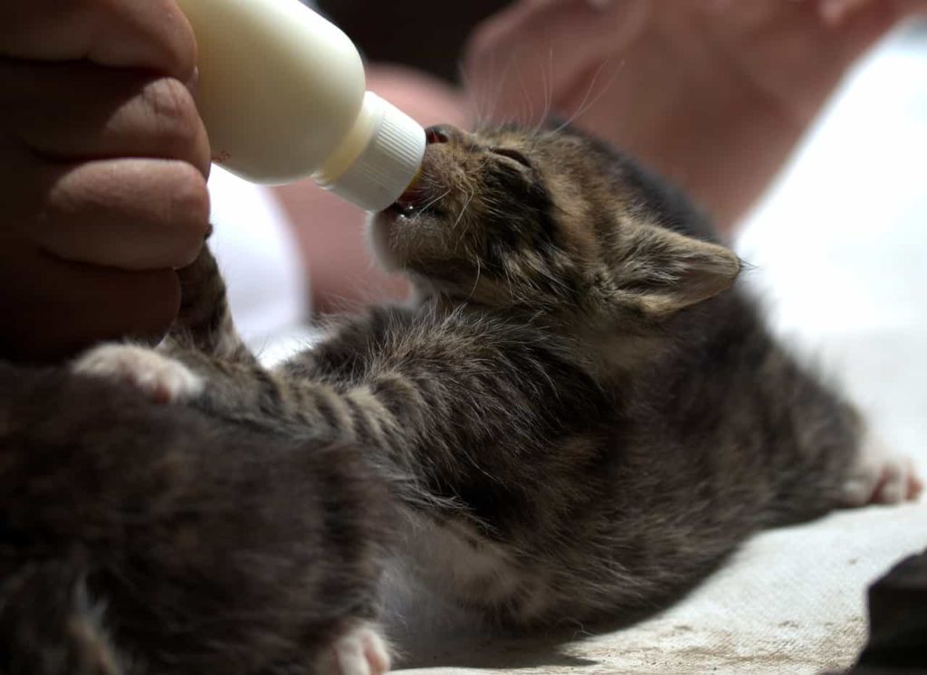 kitten 4199982 1280 Как выкормить новорожденных котят: чем кормить без кошки в домашних условиях - Блог SUPERPET