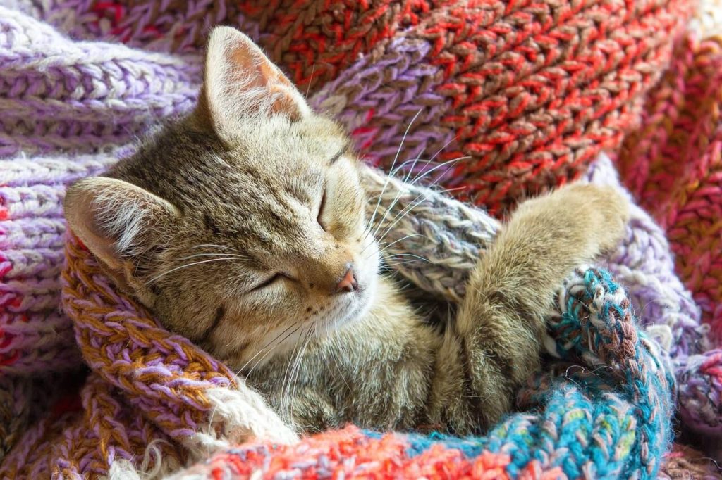 kitten 4332967 1280 1 Натуральное питание для кошек с чувствительным пищеварением - Блог SUPERPET