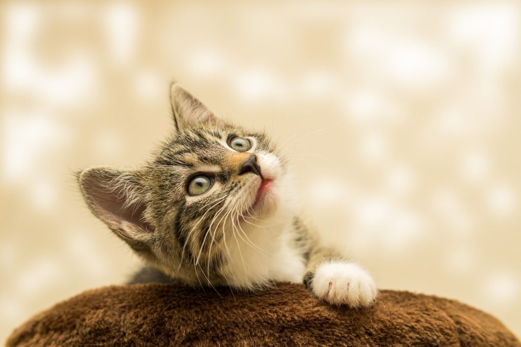 kitten 4611189 1280 Как правильно сделать укол кошке - Блог SUPERPET