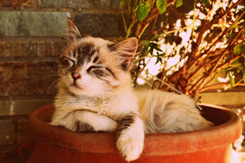 kitten asleep in a pot 1995961 1280 Цистит у кошек: симптомы и лечение - Блог SUPERPET