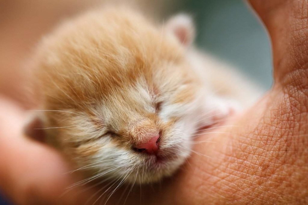 kitten g7b5e4d0d1 1280 Как выкормить новорожденных котят: чем кормить без кошки в домашних условиях - Блог SUPERPET