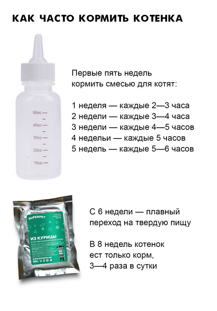 kittenfeeding Как выкормить котёнка - Блог SUPERPET