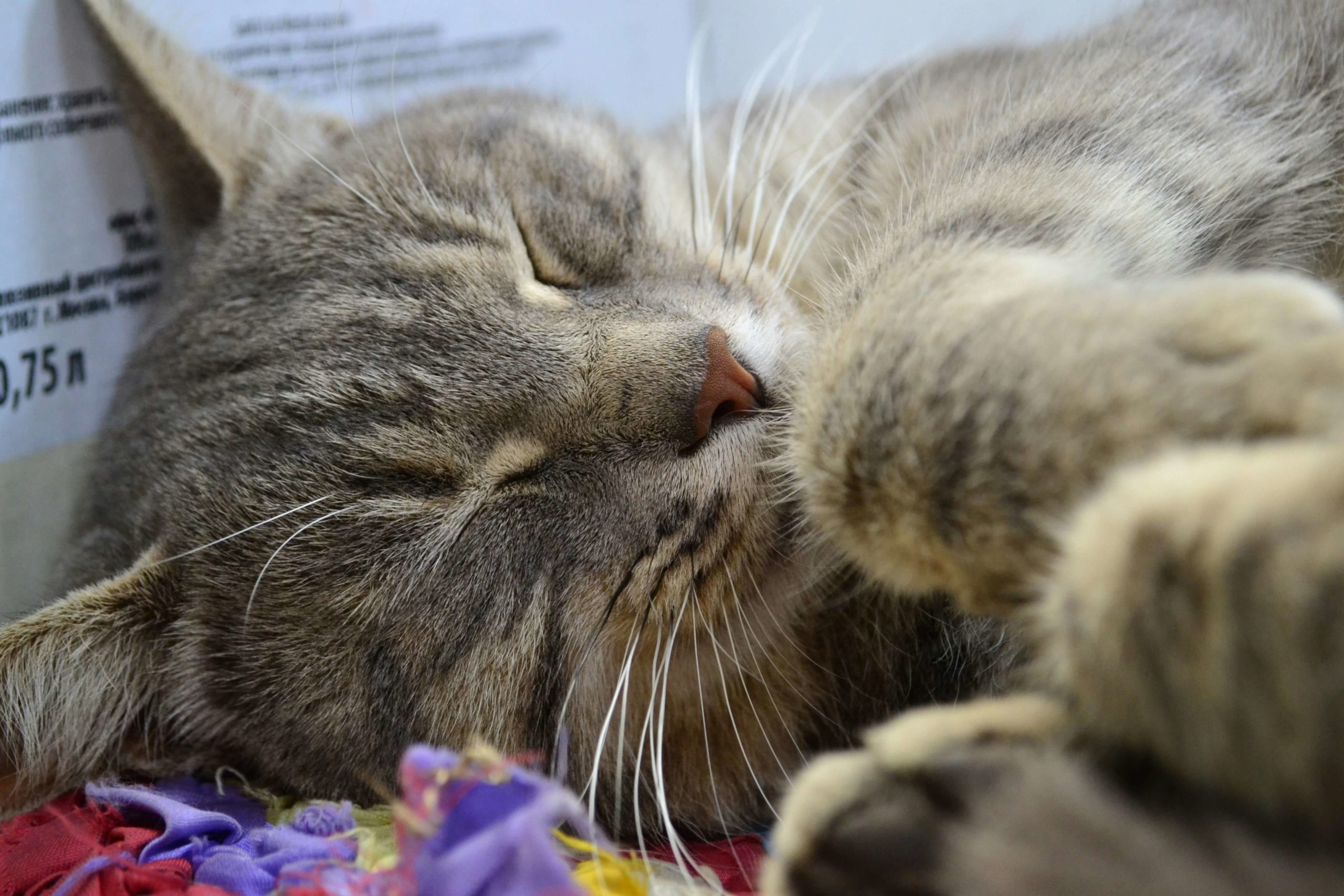 Почему кошки мурлыкают - Блог SUPERPET