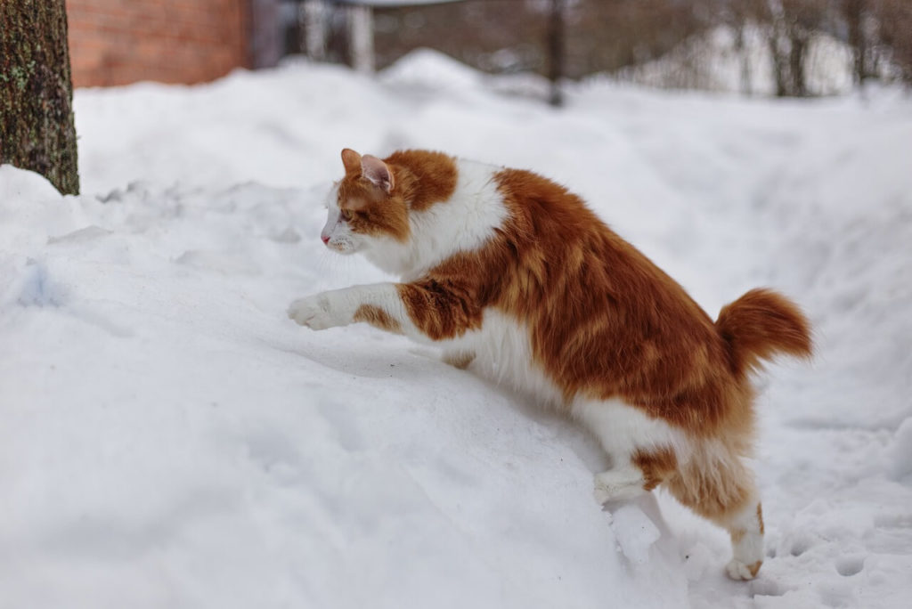 Породы рыжих кошек: особенности, названия пород, фото - Блог SUPERPET