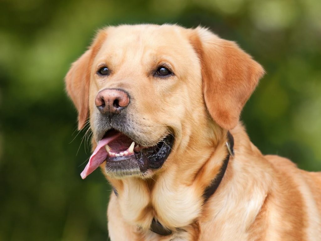 labrador retriever 1210559 1280 2 Преимущества натуральной диеты - Блог SUPERPET