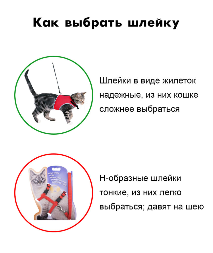 leash 1 Нужно ли гулять с кошкой - Блог SUPERPET
