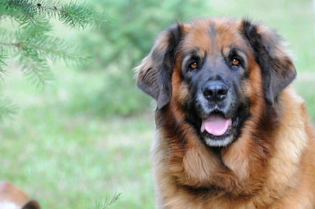 leonberger 5535624 1280 1 Какие породы собак самые крупные - Блог SUPERPET
