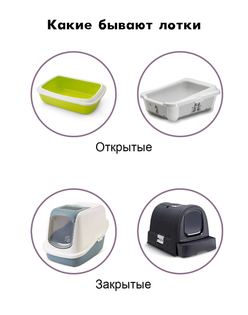 litterbox Как приучить котёнка к лотку - Блог SUPERPET