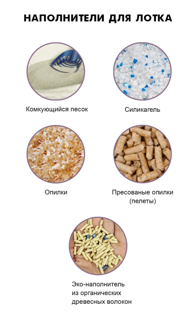 litters Как приучить котёнка к лотку - Блог SUPERPET