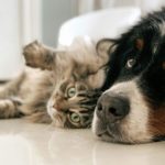 Гипертермия у животных - Блог SUPERPET