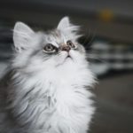 Токсоплазмоз у кошек - Блог SUPERPET