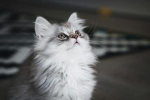 Токсоплазмоз у кошек - Блог SUPERPET