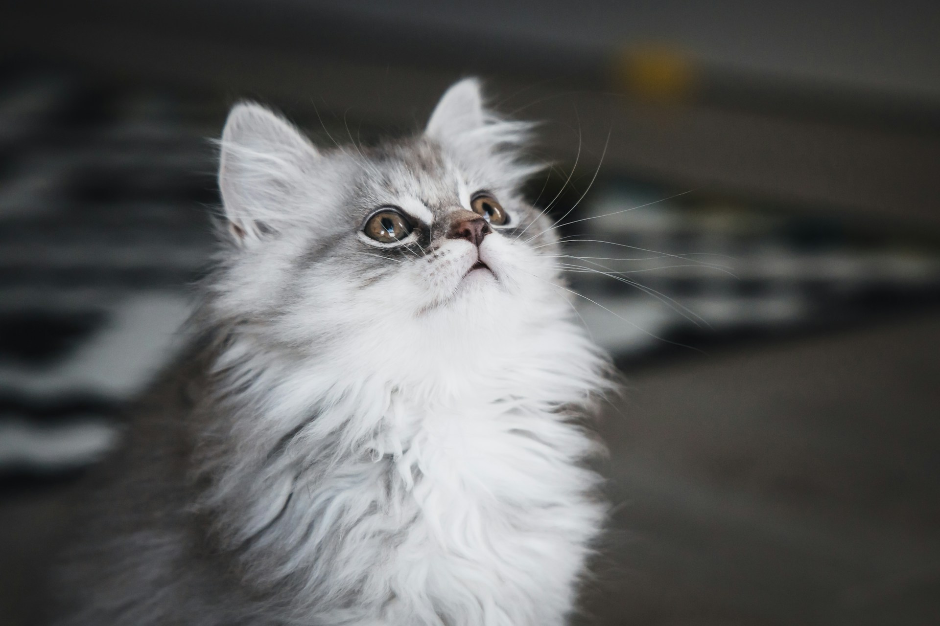 Токсоплазмоз у кошек - Блог SUPERPET