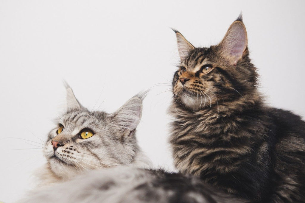 Как приучить котёнка к новому дому - Блог SUPERPET