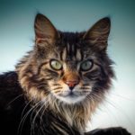 Зачем кошкам усы - Блог SUPERPET