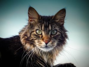 Зачем кошкам усы - Блог SUPERPET