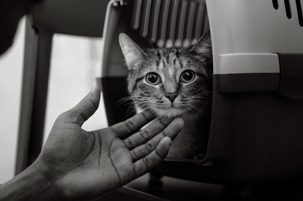 man with his adorable pet cat 2 krupnyj razmer Как узнать, когда нужно попрощаться и усыпить питомца - Блог SUPERPET