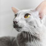 Ориентальная кошка — элегантность, интеллект, преданность