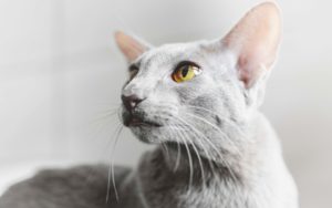 Ориентальная кошка — элегантность, интеллект, преданность