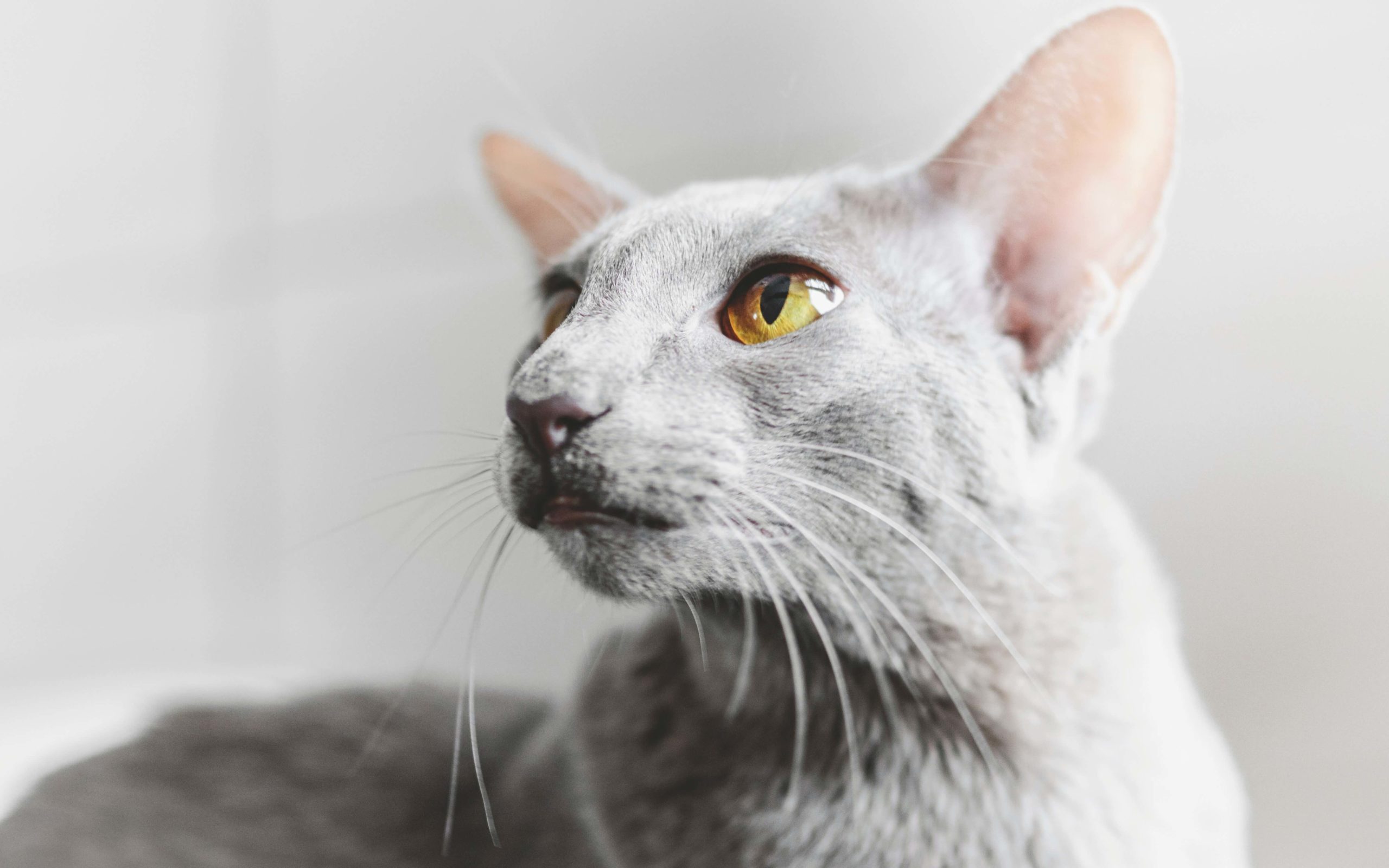 manuel keller 4bswuiaztk0 unsplash 1 scaled Ориентальная кошка: особенности породы, характер - Блог SUPERPET