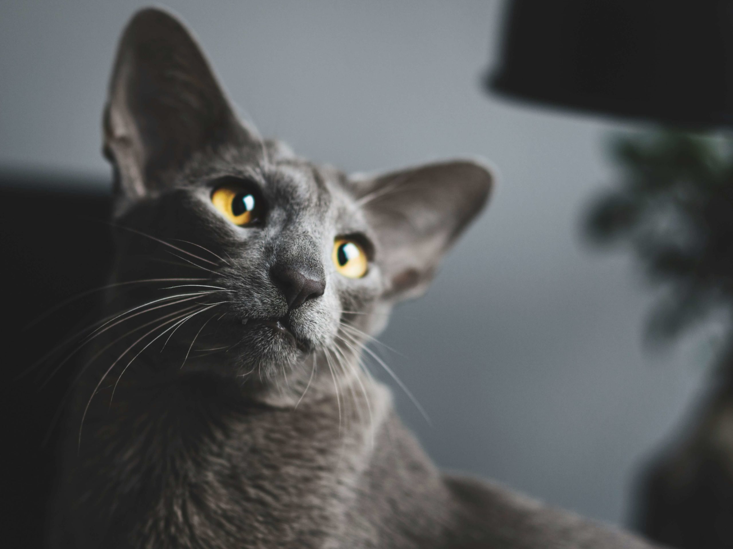 manuel keller 9t4akry6bu0 unsplash 1 1 scaled Ориентальная кошка: особенности породы, характер - Блог SUPERPET