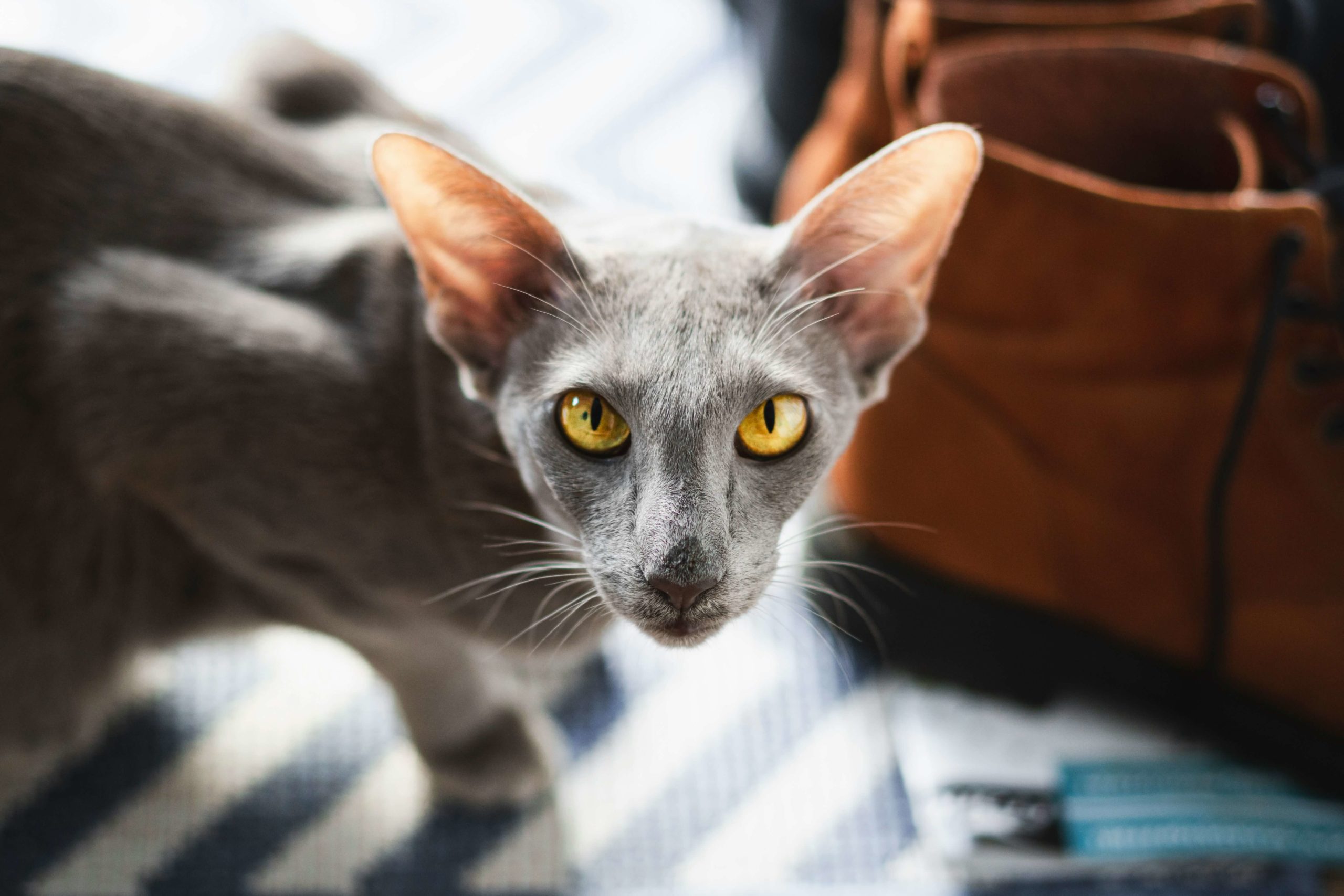 manuel keller czuy9 d q0 unsplash 1 scaled Ориентальная кошка: особенности породы, характер - Блог SUPERPET