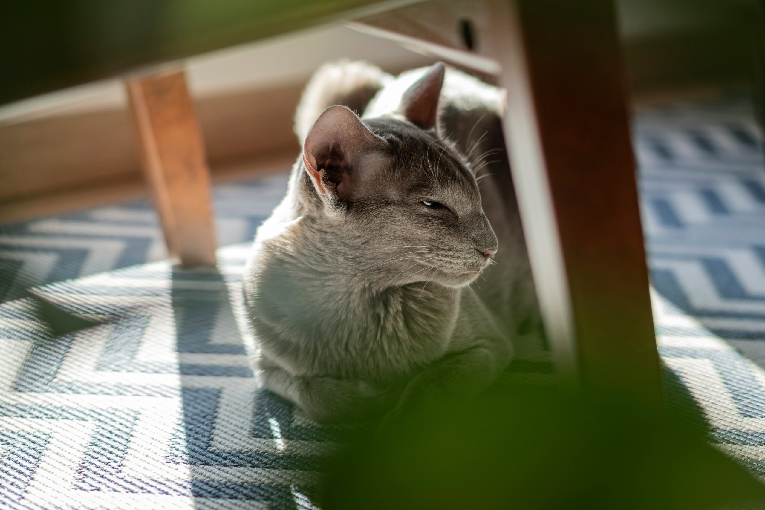 manuel keller cfmsdshftme unsplash 1 scaled Ориентальная кошка: особенности породы, характер - Блог SUPERPET