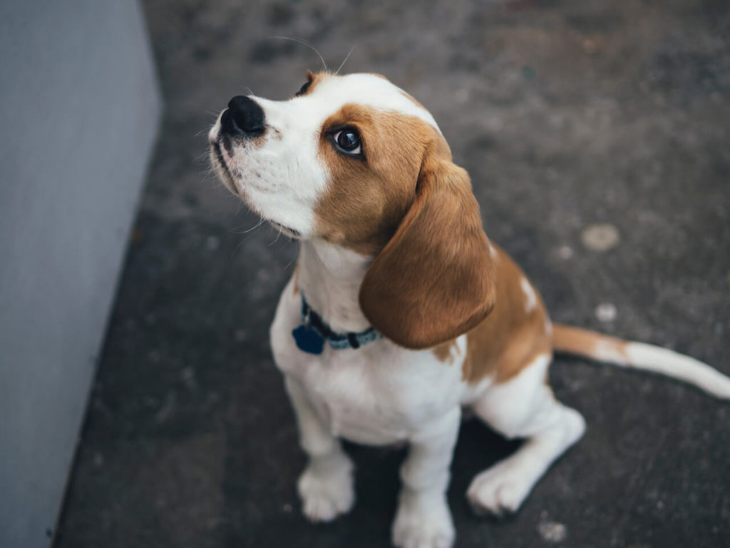 marcus wallis 4zfactkyz7w unsplash1 Почему собака воет: распространенные причины - Блог SUPERPET