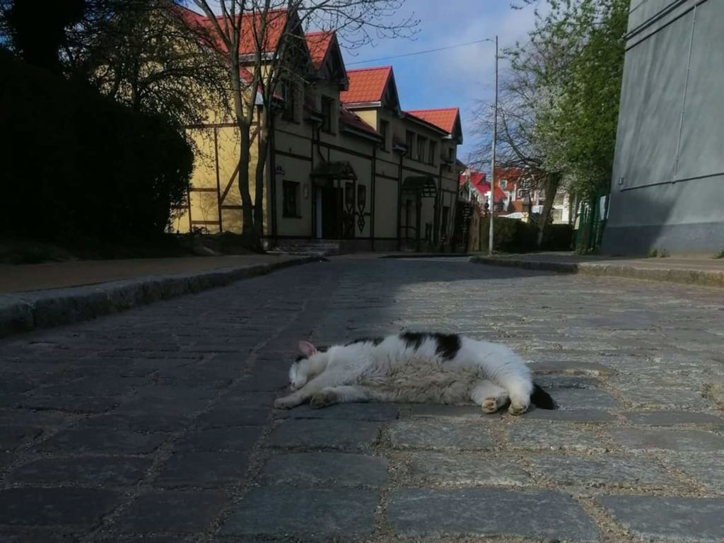 maria maximova kzx36p2lej0 unsplash 1 Гипертермия у животных - Блог SUPERPET