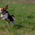 Бигль: всё о собаке, описание породы, фото - Блог SUPERPET