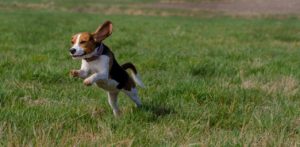 Бигль: всё о собаке, описание породы, фото - Блог SUPERPET