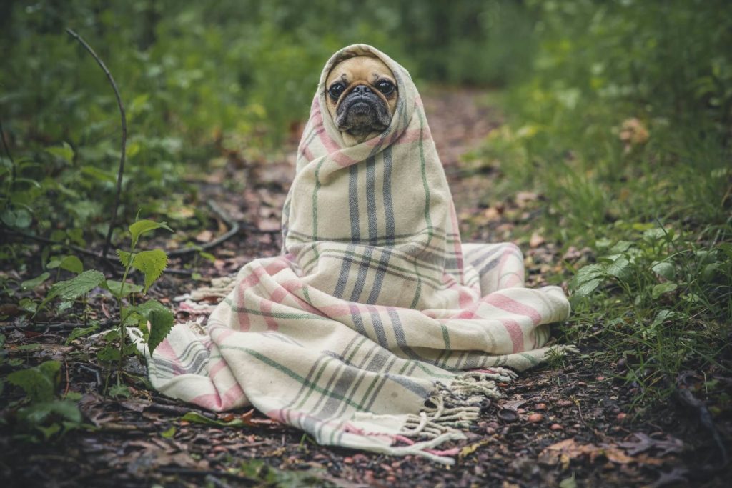 matthew henry u5rmrsi7pn4 unsplash 1 Что влияет на иммунитет кошек и собак - Блог SUPERPET