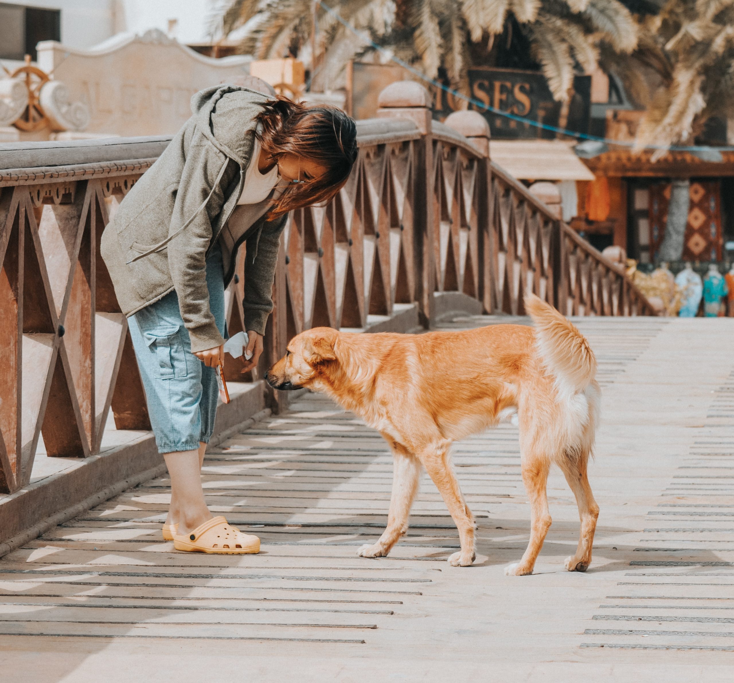 mohammed hassan ulxhks8k zo unsplash scaled Как назвать щенка и приучить его к имени - Блог SUPERPET
